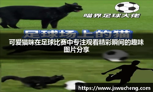 可爱猫咪在足球比赛中专注观看精彩瞬间的趣味图片分享